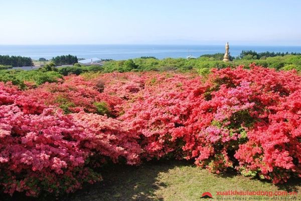 Dù nở muộn, hoa đỗ quyên vùng Hokkaido vẫn tự tin khoe sắc một vùng